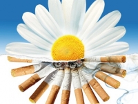 31 мая. Всемирный день без табака.