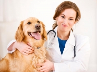 29 апреля. Международный день ветеринарного врача.